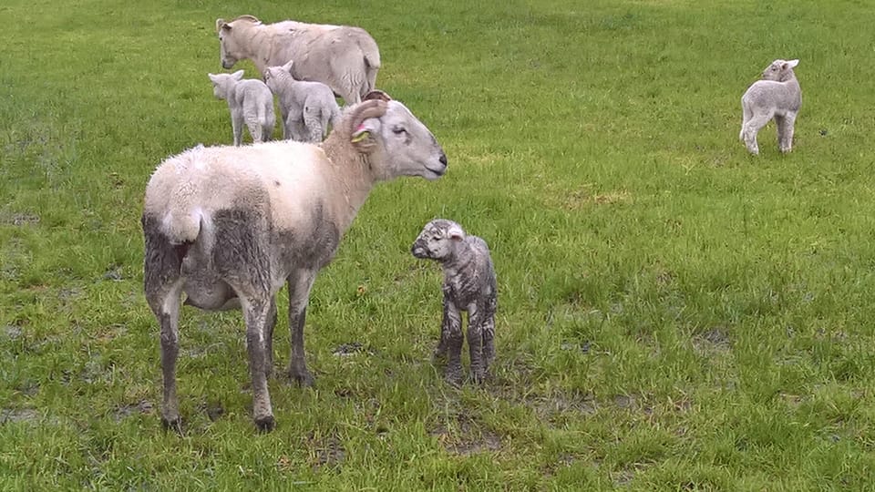 Why We Do What We Do